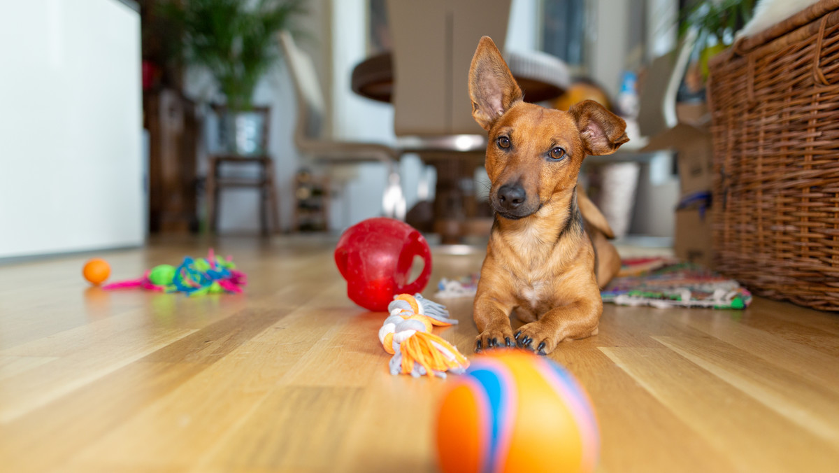 Zabawki, które podbiją serca twojego psa i będą służyć przez lata
