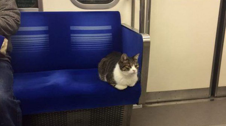 Teljesen kényelembe helyezi magát a macska a tokiói metrón/Fotó:Twitter/manpukuoya