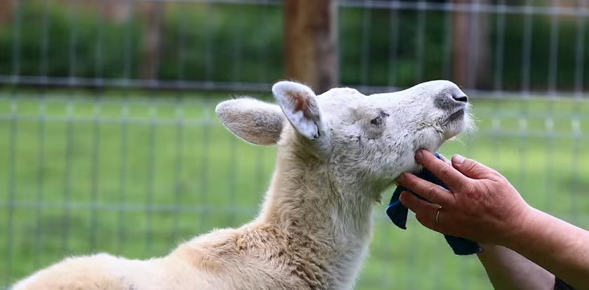 Ten niezwykle rzadki maluch błąkał się pod Warszawą. Matka go nie chciała, bo jest inny?