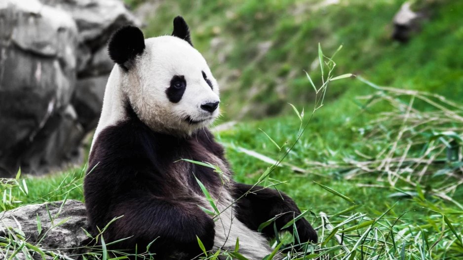 Pandy wielkie mają zmienny mikrobiom - udowadniają badania (fot. Getty Images)