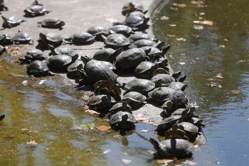 Kornjače jedva čekaju vrele dane