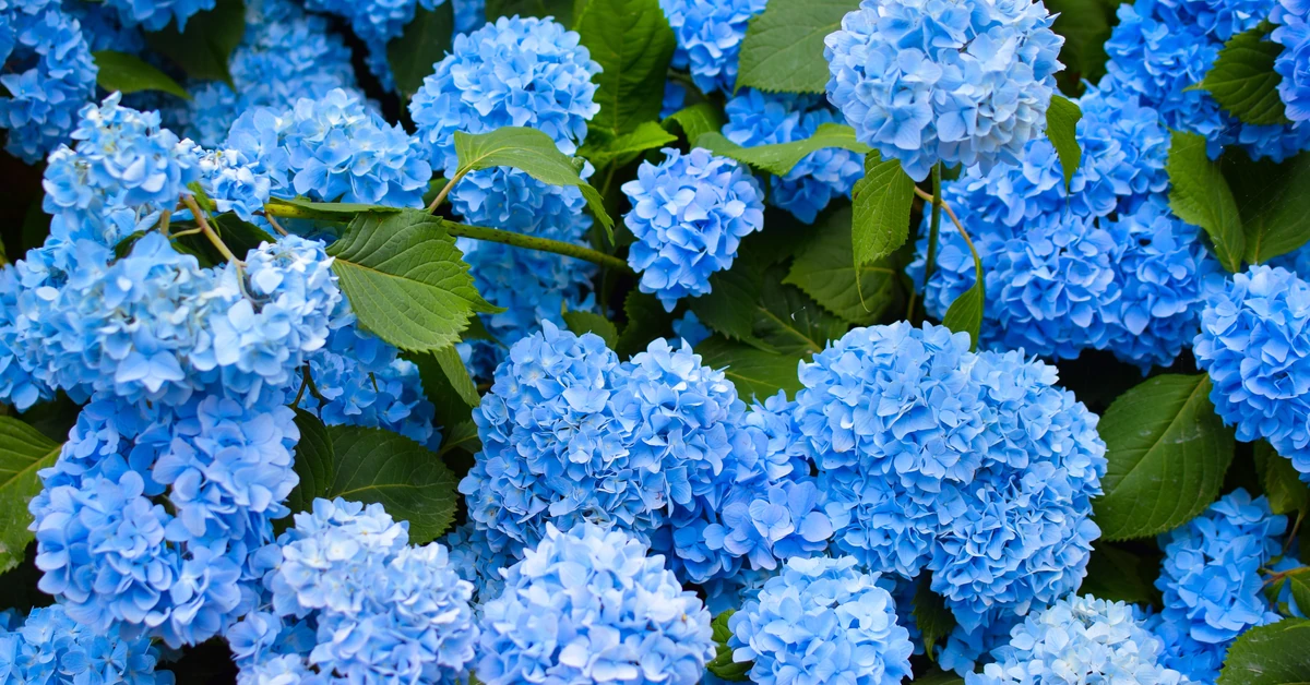 Podlewaj tym hortensję co dwa tygodnie. Będzie kwitła na niebiesko