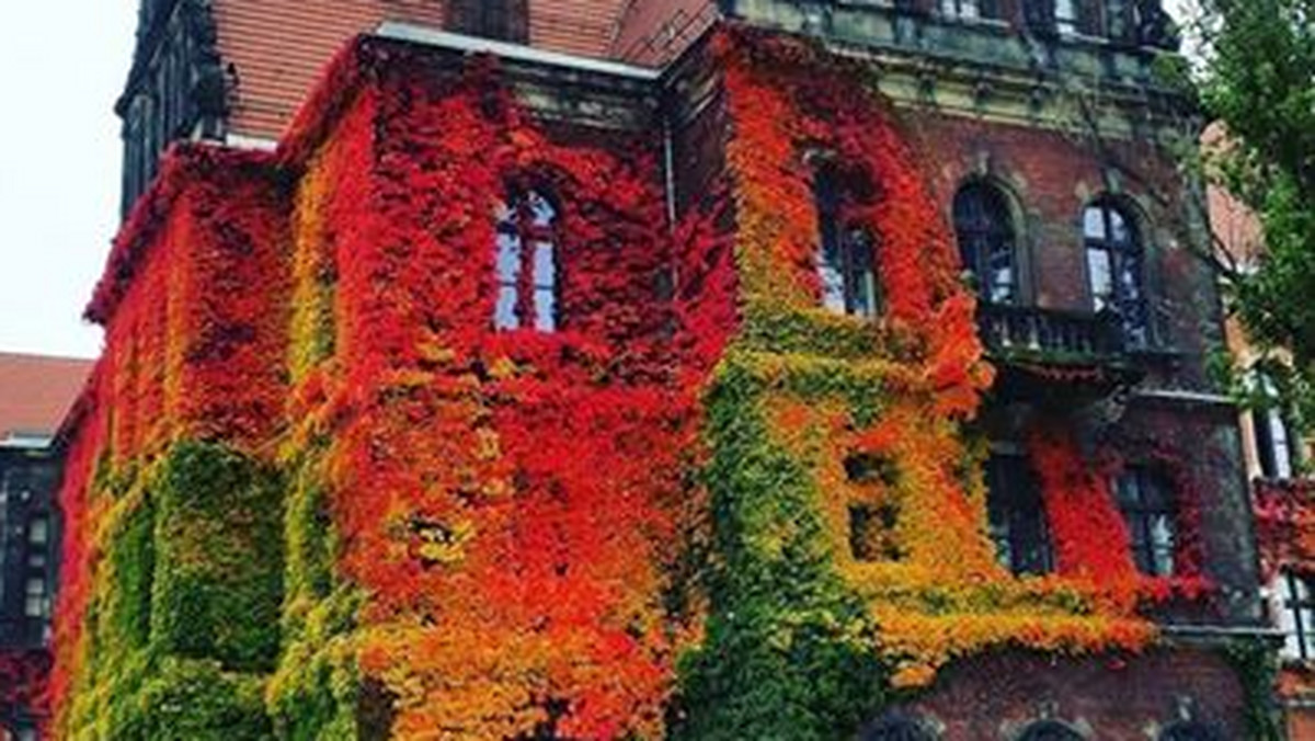 Internet zachwyca się fotografią Muzeum Narodowego we Wrocławiu. Po tym, jak zdjęcie gmachu muzeum zostało opublikowane na kanadyjskim portalu BoredPanda.com, polubiło je 84 tys. użytkowników.