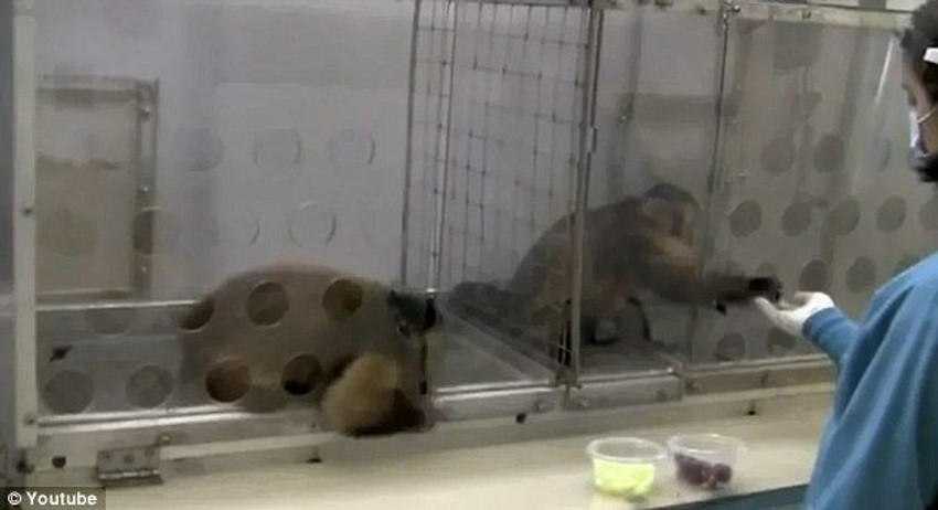 ...a desni grožđem