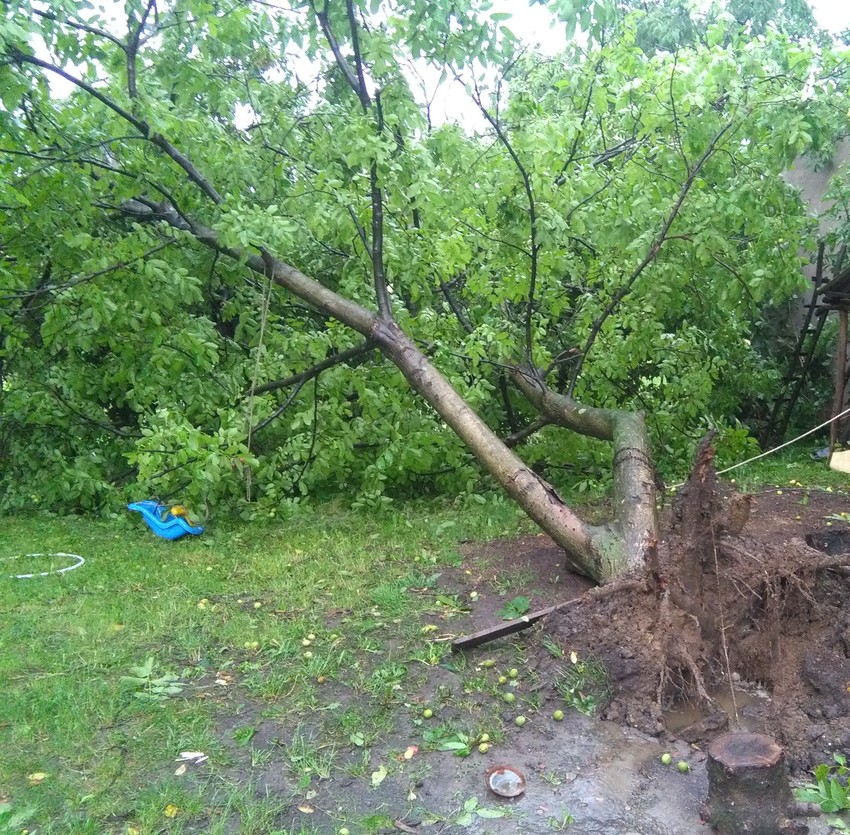 Drveće je padalo i u naselju Rušanj