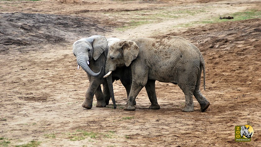 Słoń Yzik opuści poznańskie ZOO. Trafi do Włoch