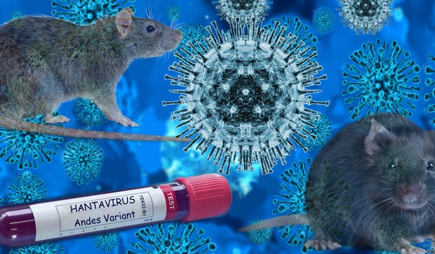 Hantavirus šire glodari