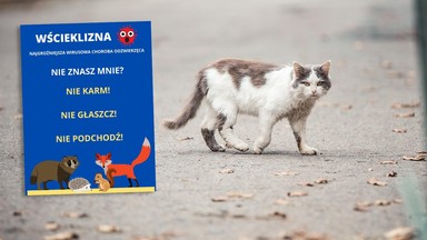 Zagrożenie wścieklizną w całym powiecie. Policja wydała alarmujący komunikat