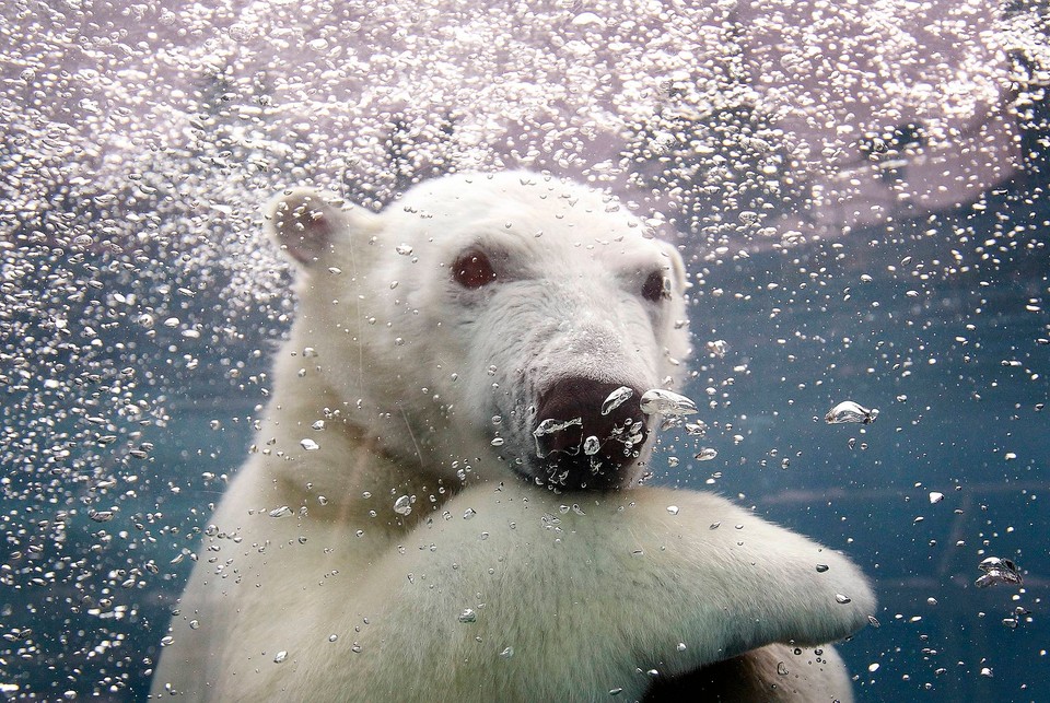 Ganuk, the polar bear cub, swims under water at the St-Felicien Wildlife Zoo