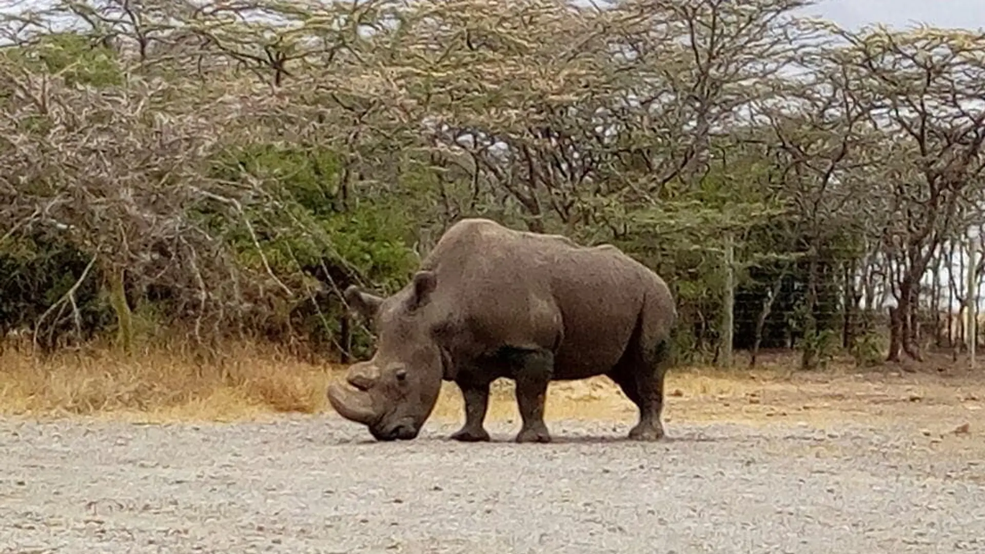 Zmarł Sudan - ostatni samiec nosorożca białego