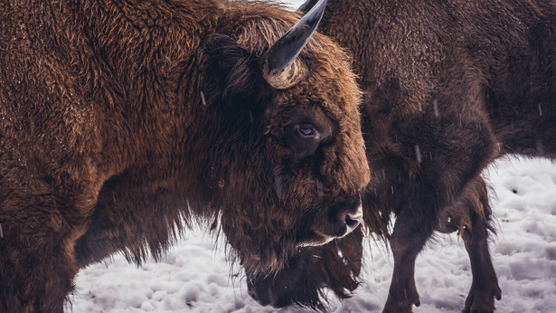 Żubr w Rezerwacie Pokazowym w Białowieży