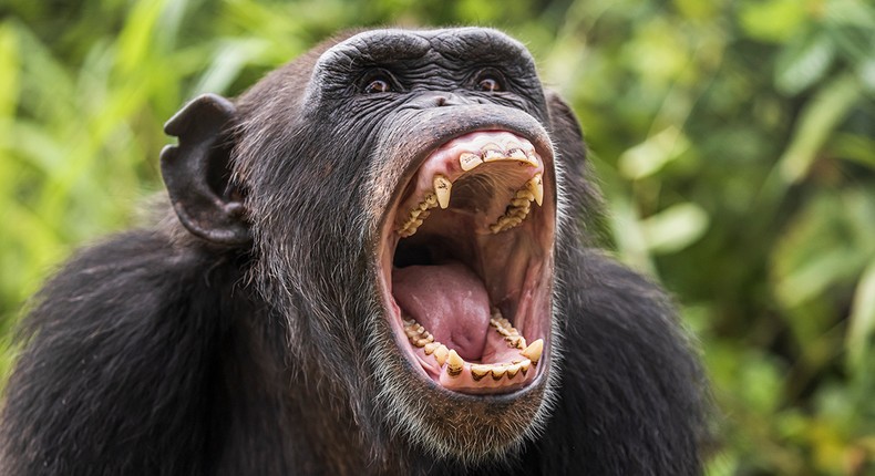 HIV originated in chimpanzees in West Africa [MetodeScience]