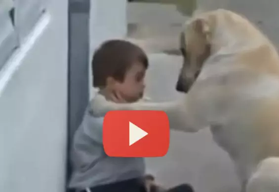 Labrador spotyka chłopca z zespołem Downa. Reakcje obu wciskają w fotel