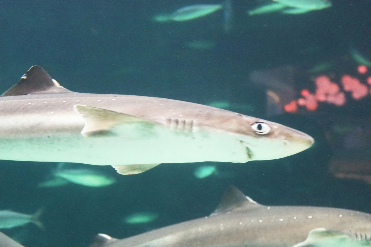 Žralok ostnatý sa objavil v chorvátskych vodách. 