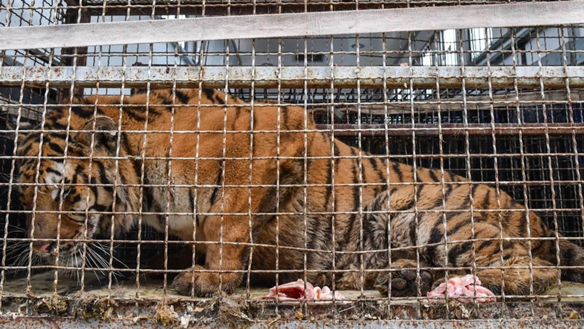 Dyrektor zoo w Poznaniu Ewa Zgrabczyńska odniosła się w ten sposób do stanowiska Głównego Lekarza Weterynarii ws. transportu tygrysów, który podał, że "podczas wywozowej kontroli urzędowej dobrostanu nie stwierdzono, że zwierzęta są w złej kondycji lub nie nadają się do dalszego transportu". 