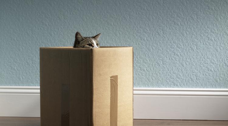 A cicáknak elegendő felület kell a játákhoz, Getty Images