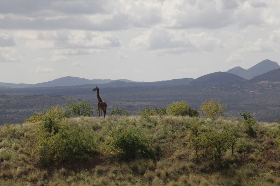 Giraffe atop hill