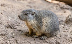 Świstaki nie mogą zasnąć. W Tatrach jest za ciepło