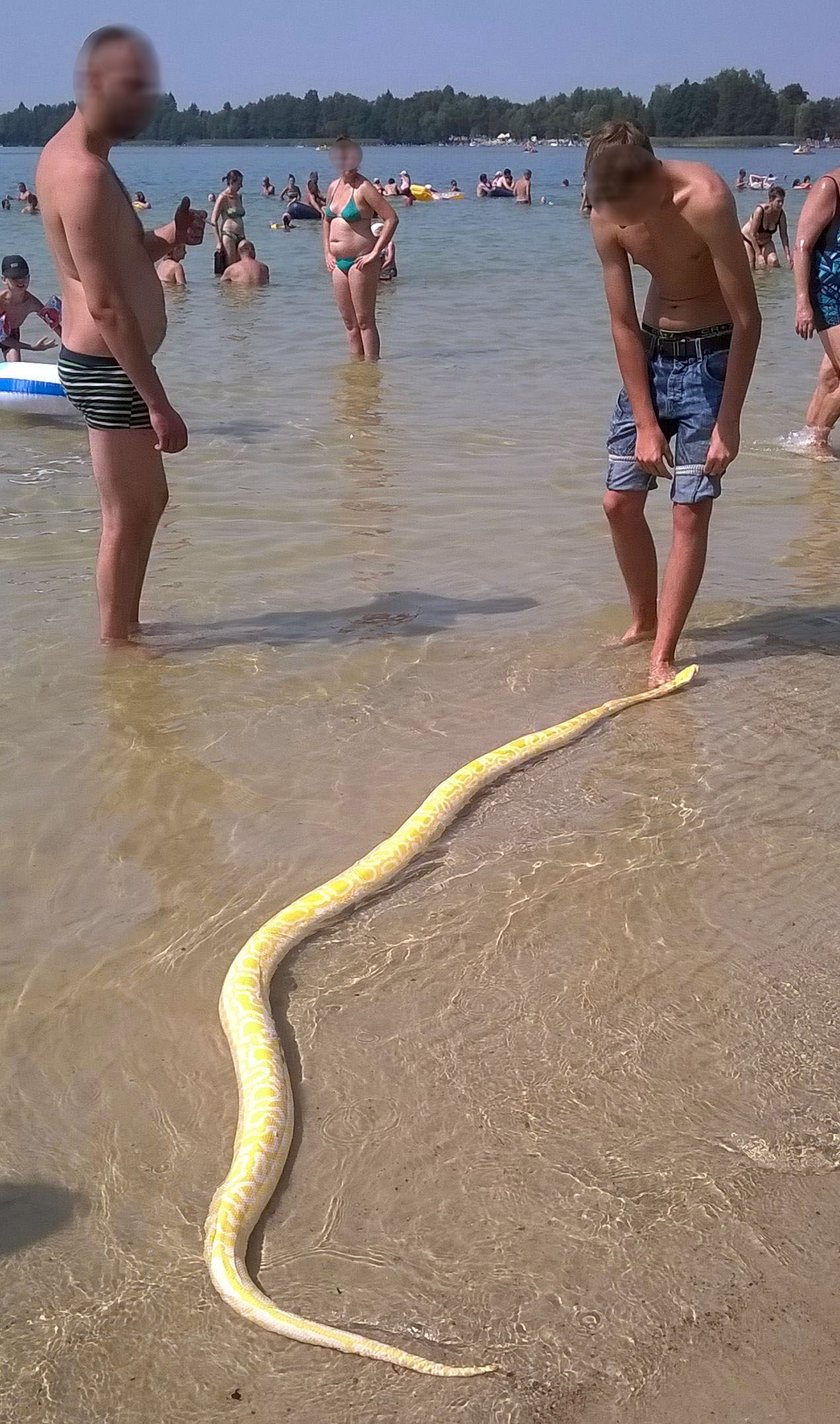 Pyton na plaży