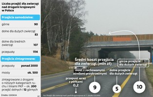 GDDKiA vs ekolodzy, czyli jak jelenie i dziki zawyżają koszty budowy autostrad