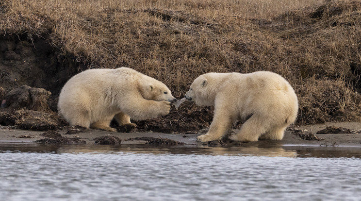 Az elmúlt esztendő legsokkolóbb felvételét Alaszkában készítették: sikerült megörökíteni,a megdöbbentő jelenetet, amelyen két jeges-medve közelharcot folytat egymással a tengerből a partra sodródott műanyag palackért.A környezetszennyezés tetten érhető.