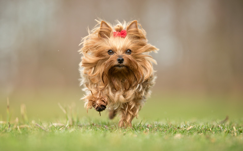 Yorkshire terrier