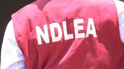 NDLEA arrests 297 suspects, intercepts 3,107.786 kg of drugs in Adamawa
