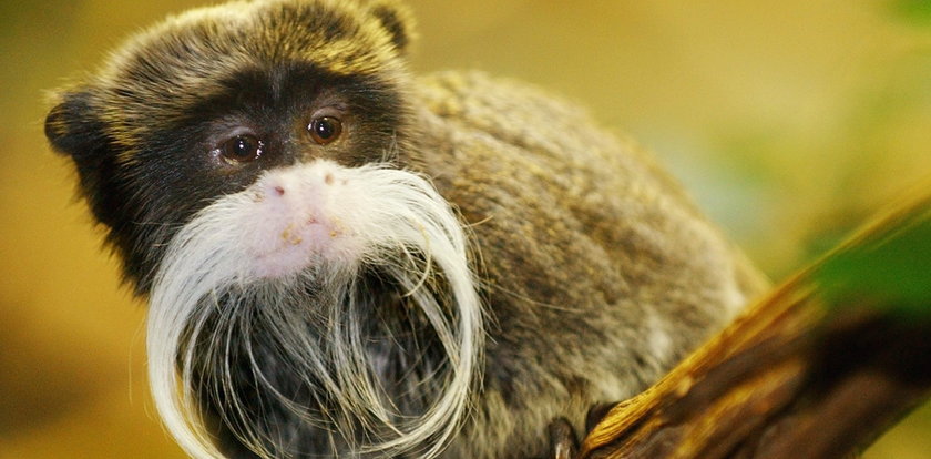 Tajemnicze zniknięcie w polskim zoo. Co się stało z małpami?