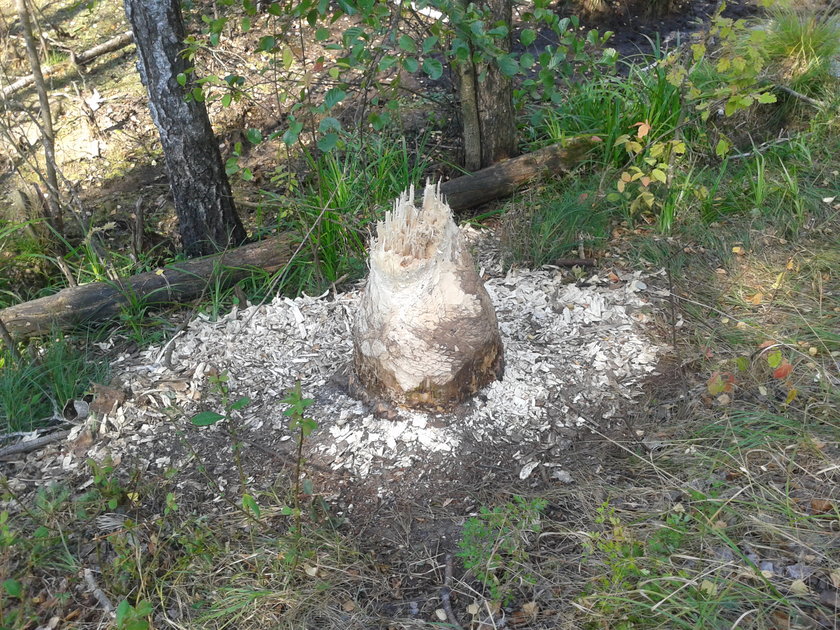 Bobry wykoleiły pociąg