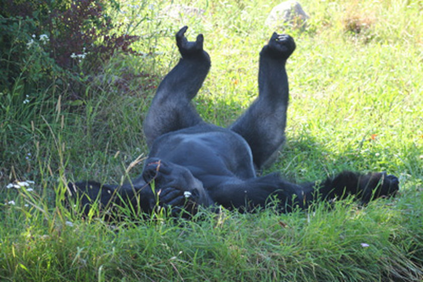 Upał w zoo