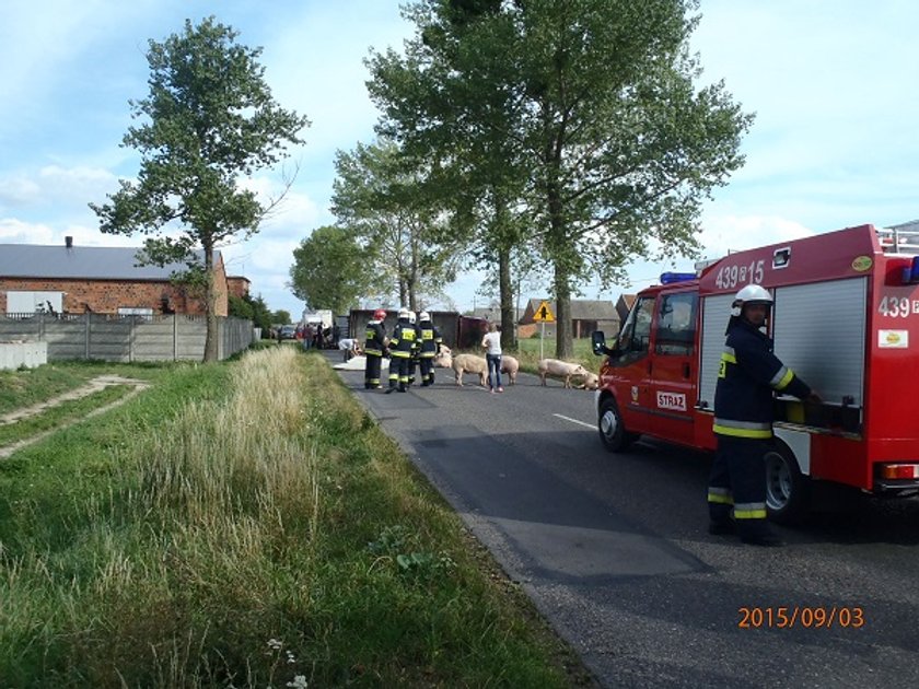 Strażacy ganiali świnie po wsi