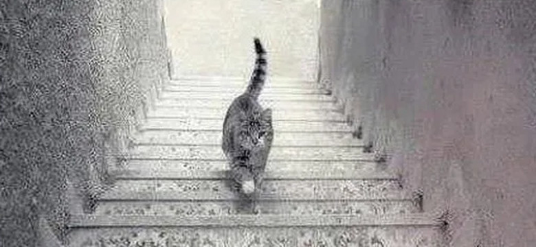 Kot idzie w górę czy w dół? Viralowa zagadka podzieliła internautów