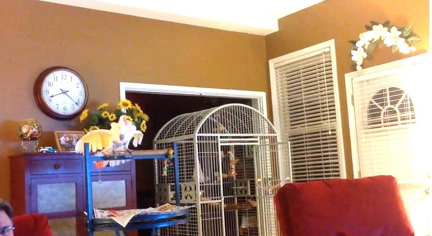 Papagaj voli da se raspravlja