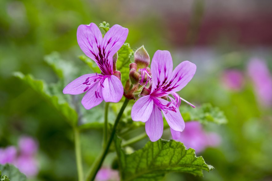 Pelargonia pachnąca -  Iva/stock.adobe.com