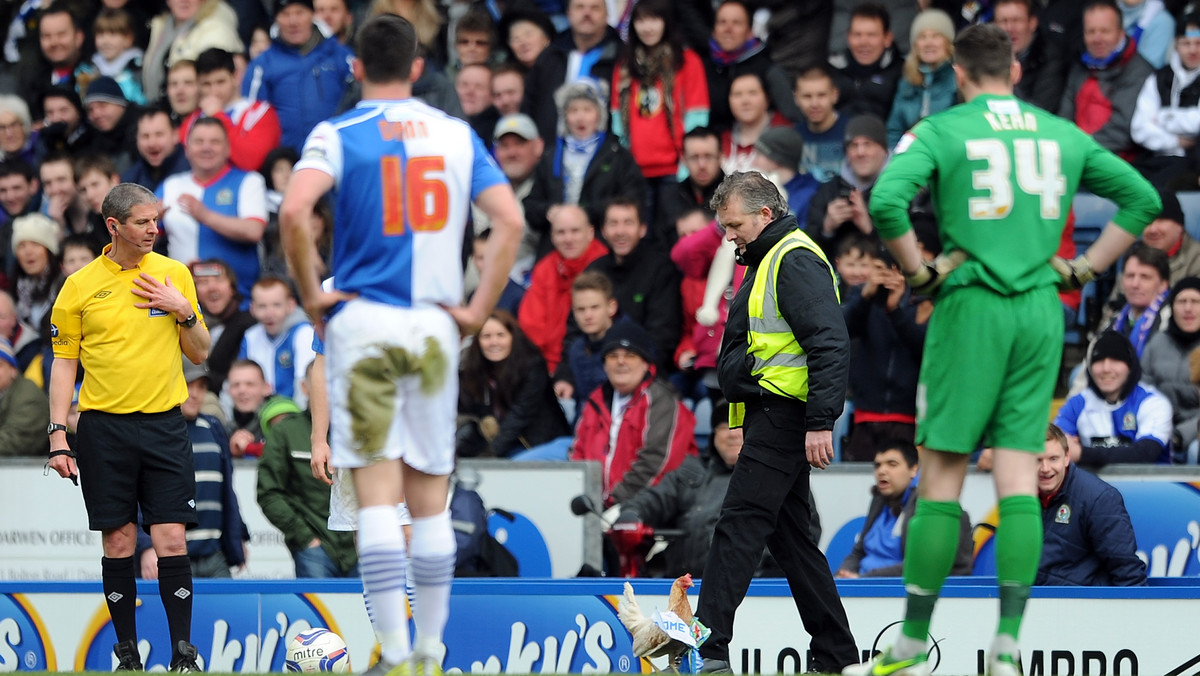 Podczas niedzielnego meczu Blackburn Rovers z Burnley na murawie Ewood Park pojawiła się... kura. To nie pierwszy raz, kiedy spotkanie piłkarskie zostało na moment przerwane przez wizytę jakiegoś zwierzaka na stadionie.