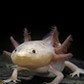 Ambystoma mexicanum f. leucistic (axolotl)