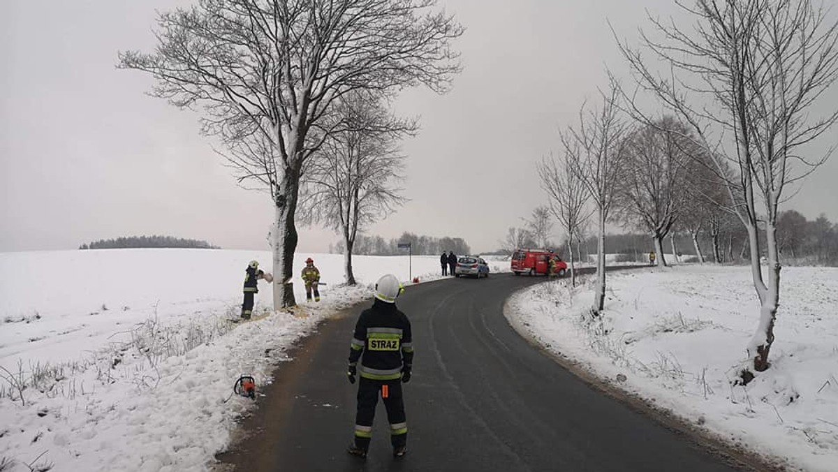 Kaszuby: Ktoś podcina drzewa przy drodze. Strażacy zbulwersowani