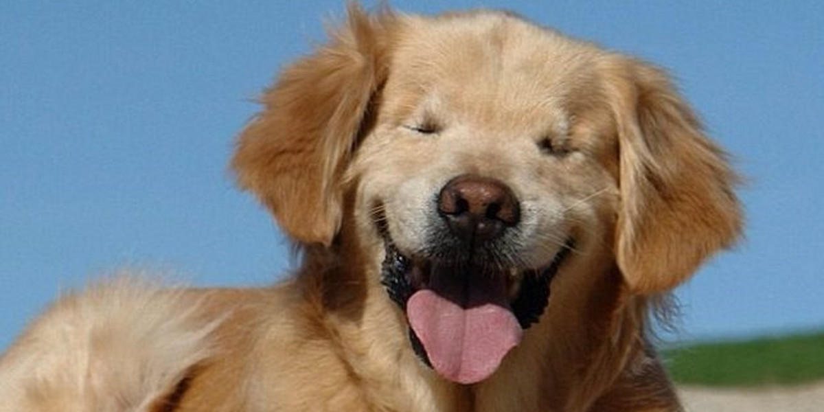 Smiley pies golden retriever