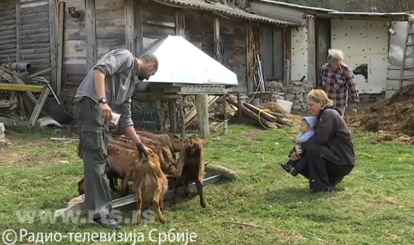 Gajenje koza sve popularniji biznis u Srbiji