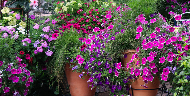 Mini petunia Calibrachoa - określana inaczej jako ”Milion dzwonków” - to piękna roślina do ogrodu i na balkon