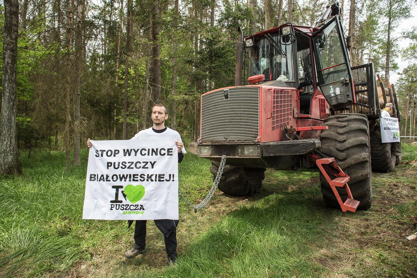 Protest ekologów. Przykuli się do drzew w Puszczy Białowieskiej