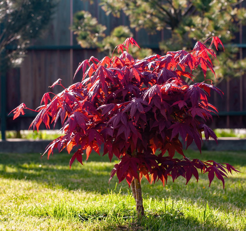 Czerwone liście są takie piękne! Winobluszcz o niejedyna roślina, której liście przebarwiają się w październiku