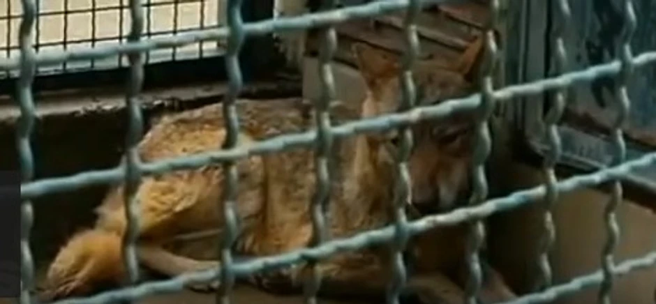 Vučica u Zoološkom vrtu