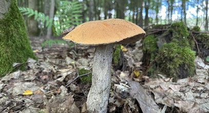 Jak szukać grzybów, by wrócić z pełnym koszem? Porady nie tylko dla początkujących grzybiarzy