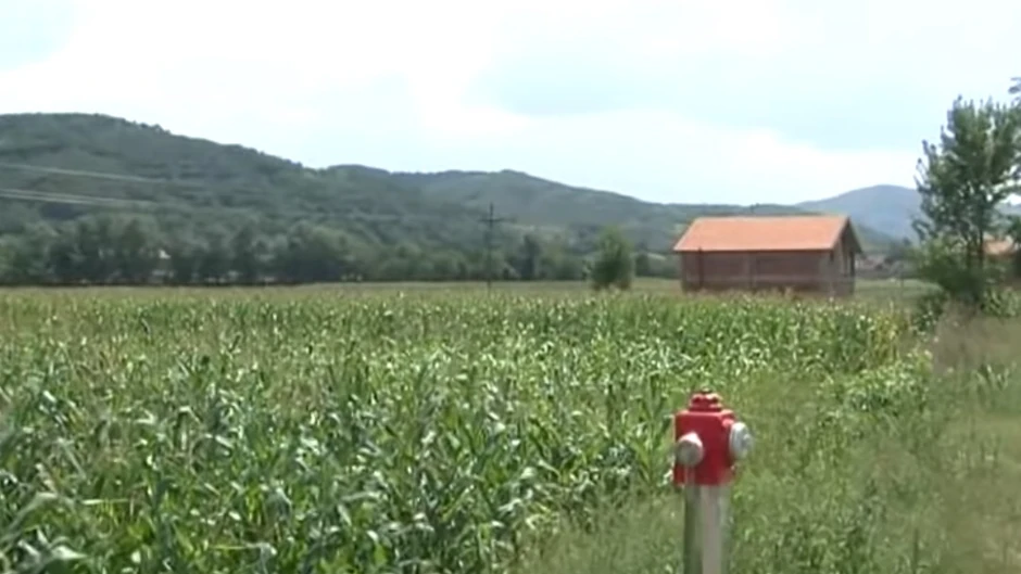 Berba ranih sorti kukuruza počinje za desetak dana