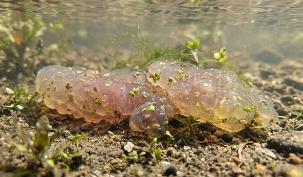 Rečna meduza