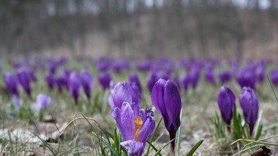 krokus wiosna krokusy