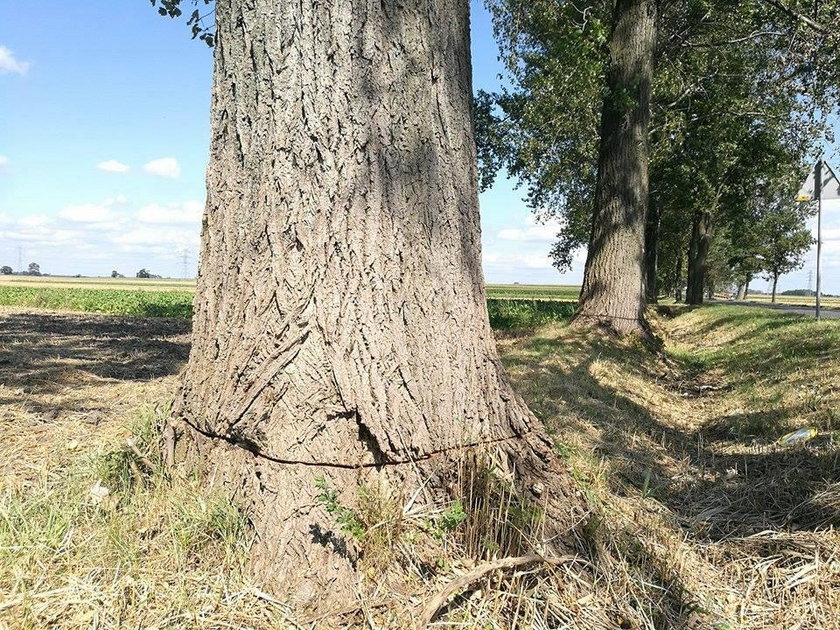 Ktoś podciął drzewa przy DW nr 435