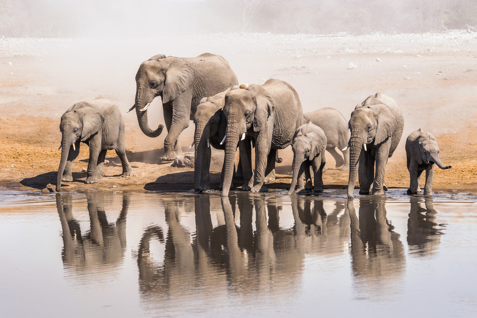 Słonie, Park narodowy Etosha