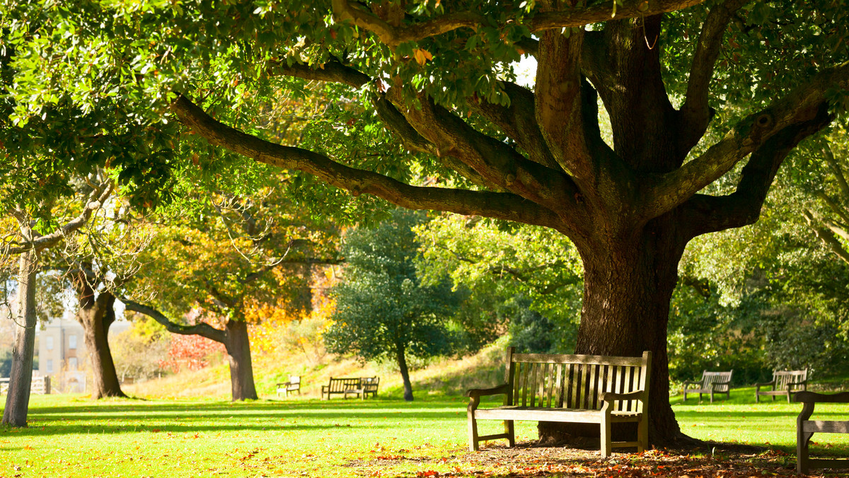 Dziecięca pogoń za latawcem czy wspinanie się na drzewa w parku wkrótce mogą należeć do przeszłości. Jedna z londyńskich gmin zapowiedziała wprowadzenie kar finansowych za ww. występki.